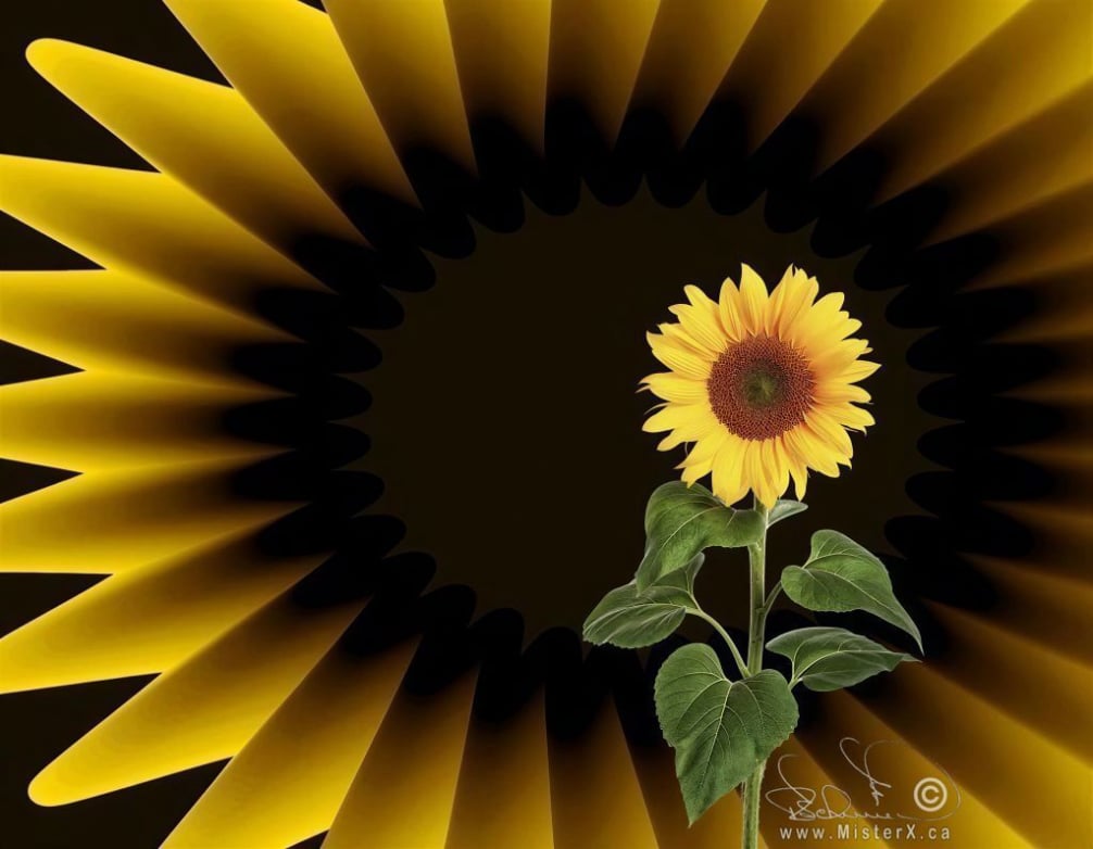 This digital artwork features a single, realistic sunflower standing upright on the right side of the composition against a dark, dramatic background. The sunflower is in full bloom with vibrant yellow petals and a textured brown center seed head, supported by a green stem with several broad, detailed leaves. Looming on the left is a massive, abstract, and stylized golden sunburst pattern that mirrors the shape of sunflower petals, expanding outward with sharp points and soft gradients into the black background, creating a high-contrast and psychedelic visual echo of the flower itself.